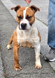 Cucciolo amstaff
