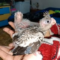 Disponibili due pulli di calopsitte