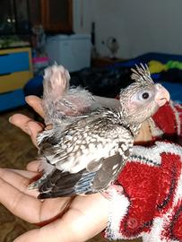 Disponibili due pulli di calopsitte