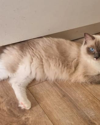 Ragdoll - alta genealogia con pedigree FIAF