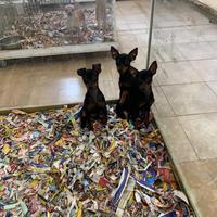 Disponibili cuccioli