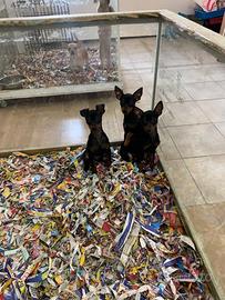 Disponibili cuccioli