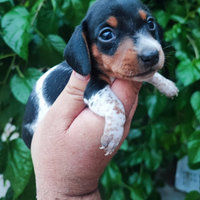 Bassotto Tedesco Cuccioli Piebald
