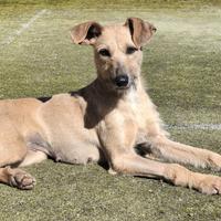 Eloise 2 anni taglia media piccola