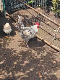 Gallo giovane