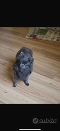 Monta Stallone Chihuahua con Pedigree