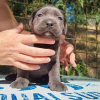 Cucciole femmine di cane corso
