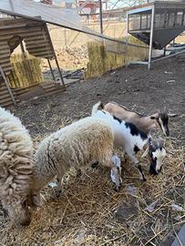2 coppie di caprette e pecore
