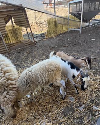 2 coppie di caprette e pecore