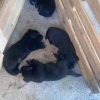 Cuccioli di Labrador