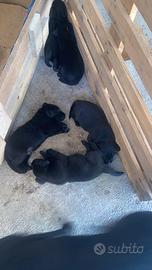 Cuccioli di Labrador