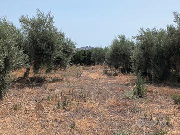 Terreno agricolo mq 7500 Belpasso rif 05