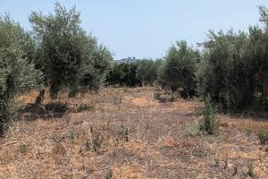 Terreno agricolo mq 7500 Belpasso rif 05