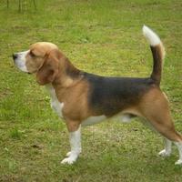 Cuccioli di Beagle Elisabeth