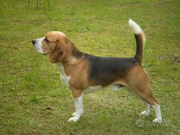 Cuccioli di Beagle Elisabeth