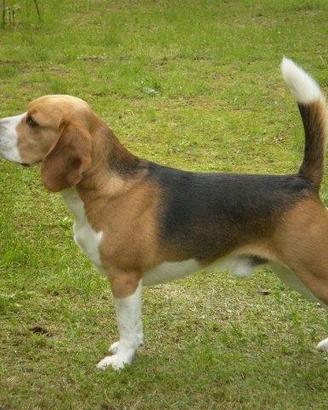 Cuccioli di Beagle Elisabeth