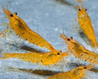 Invertebrati gamberetti caridine neocaridine