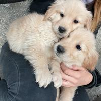 Cuccioli Golden retriever Pedigree