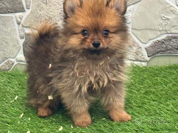Spitz mini Toy