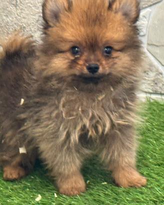 Spitz mini Toy