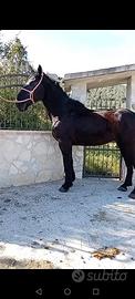 Cavallo