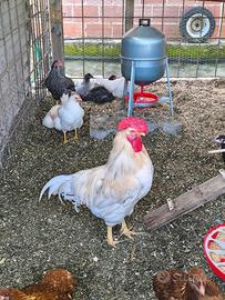 Gallo