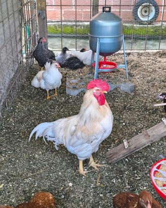 Gallo