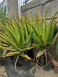 piante succulenti. 