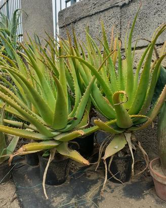piante succulenti. 