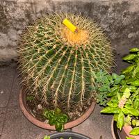 Cuscino della suocera