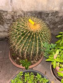 Cuscino della suocera