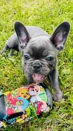 Cuccioli di bulldog francese