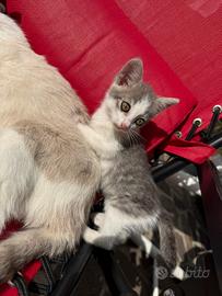 Cuccioli gatto di 2 mesi e mezzo