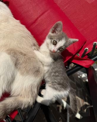 Cuccioli gatto di 2 mesi e mezzo