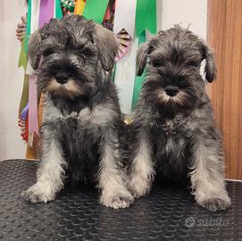 Zwergschnaunzer (Schnauzer nano)
