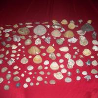 Collezione conchiglie marine anche per acquari