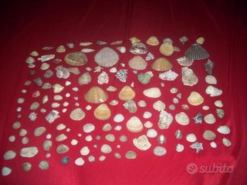 Collezione conchiglie marine anche per acquari