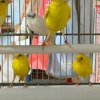 Canarini razza spagnola