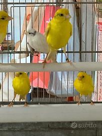 Canarini razza spagnola