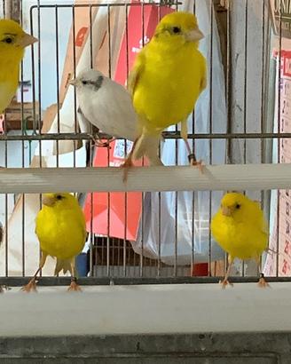 Canarini razza spagnola