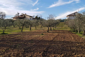 Vendesi terreno agricolo di 5000 mq