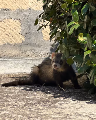 Furetto femmina