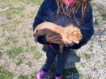 Cocker Spaniel cuccioli