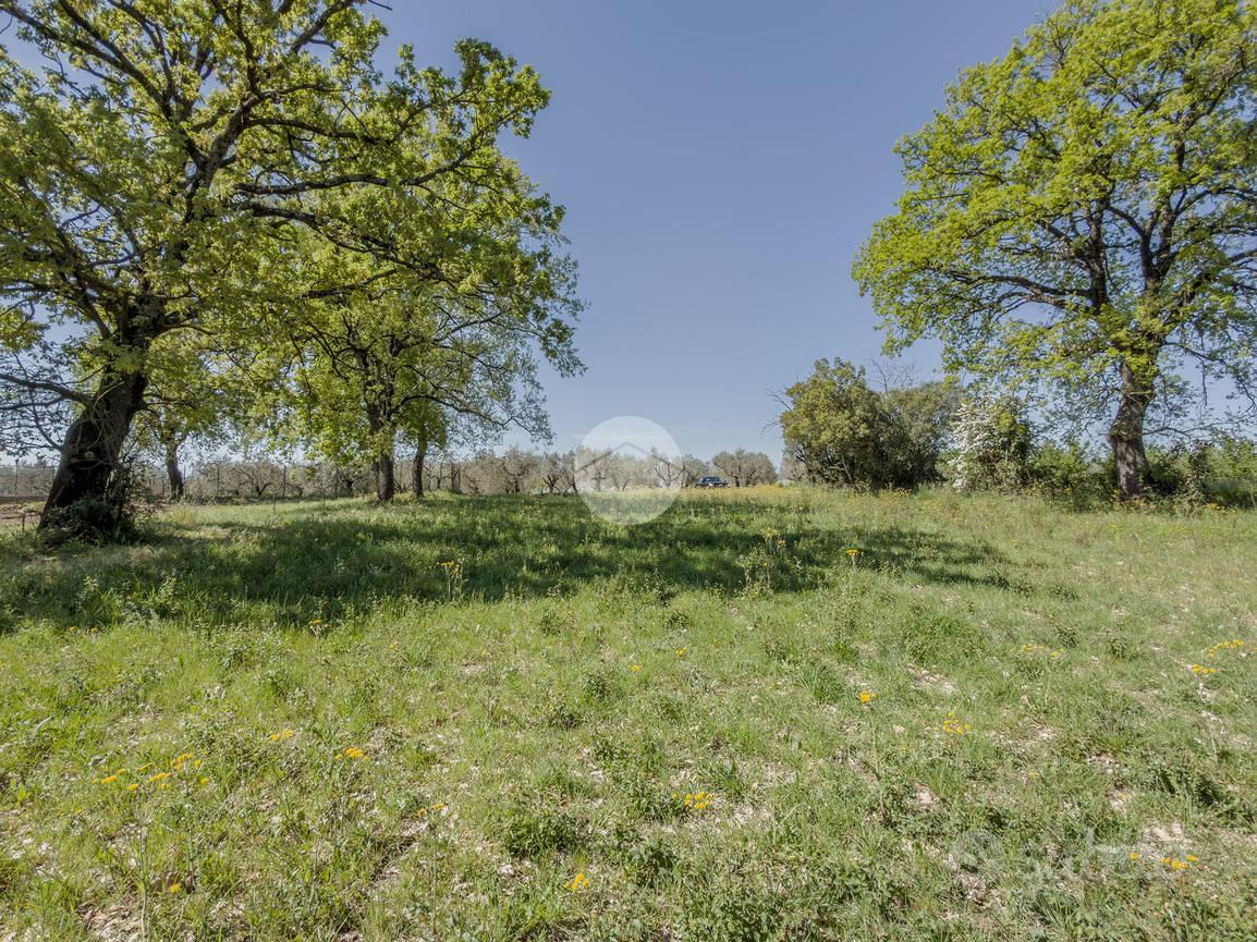 TER. AGRICOLO A GALLESE - Vista 4