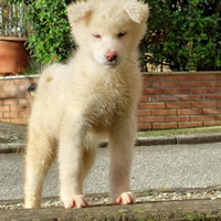 Cuccioli di akita inu