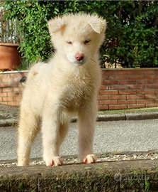 Cuccioli di akita inu