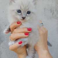 Gatto siberiano cucciolo maschio ipoallergico