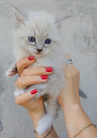 Gatto siberiano cucciolo maschio ipoallergico