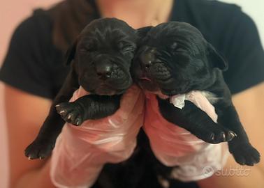 Cuccioli cane corso