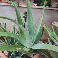  Piante grasse 